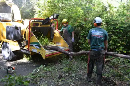 tree services St. Petersburg